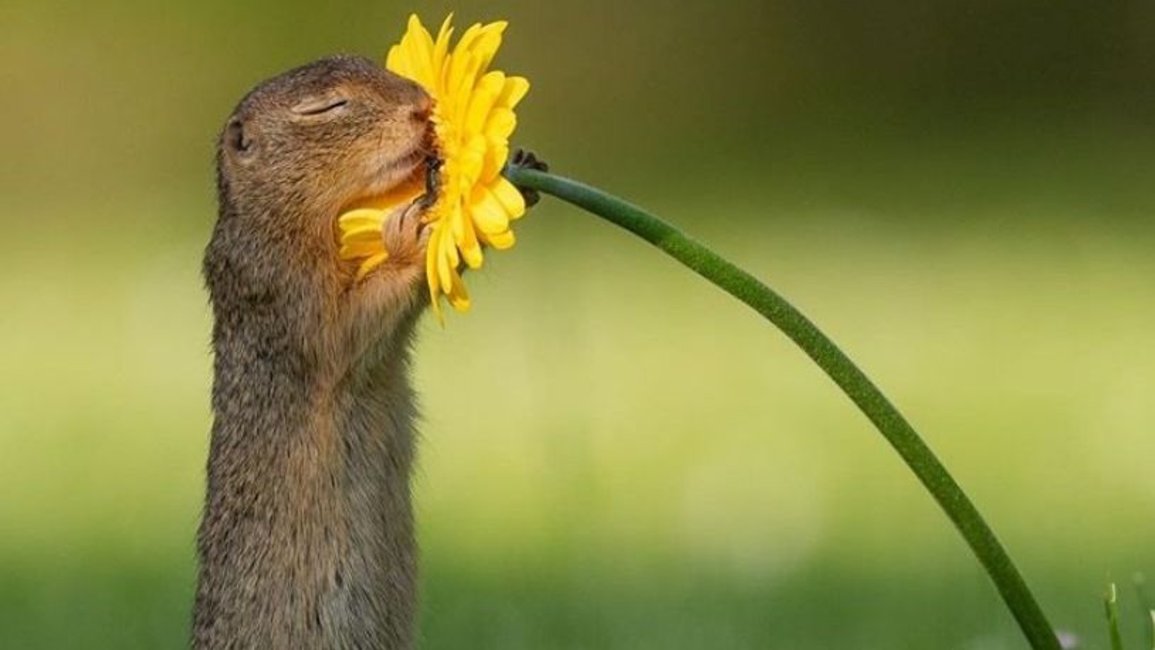La imagen de una ardilla que genera ternura en las redes