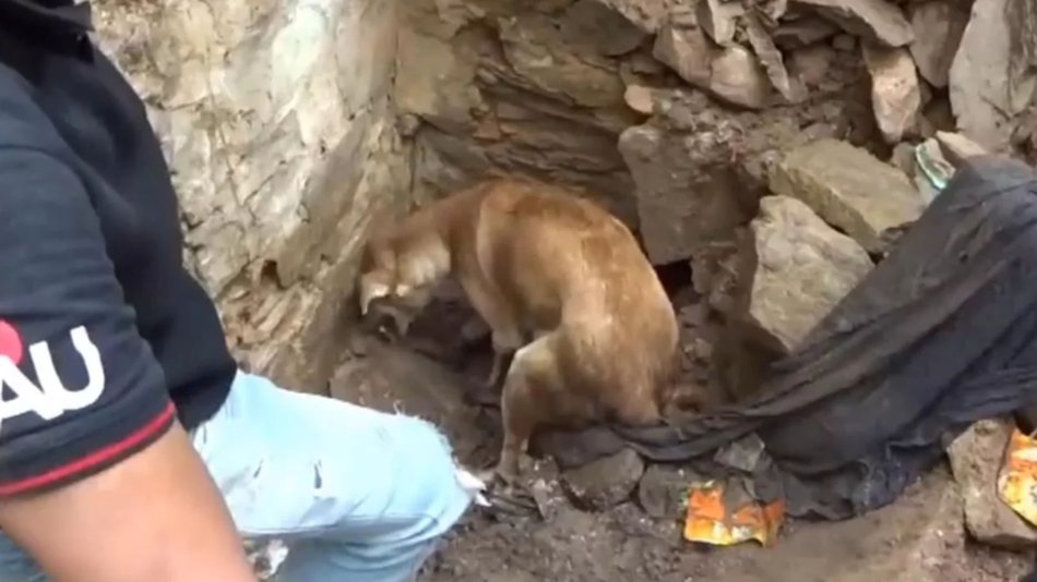 VIDEO La lucha de una perra para salvar a sus cachorros atrapados bajo los escombros