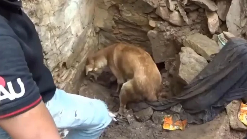 VIDEO La lucha de una perra para salvar a sus cachorros atrapados bajo los escombros