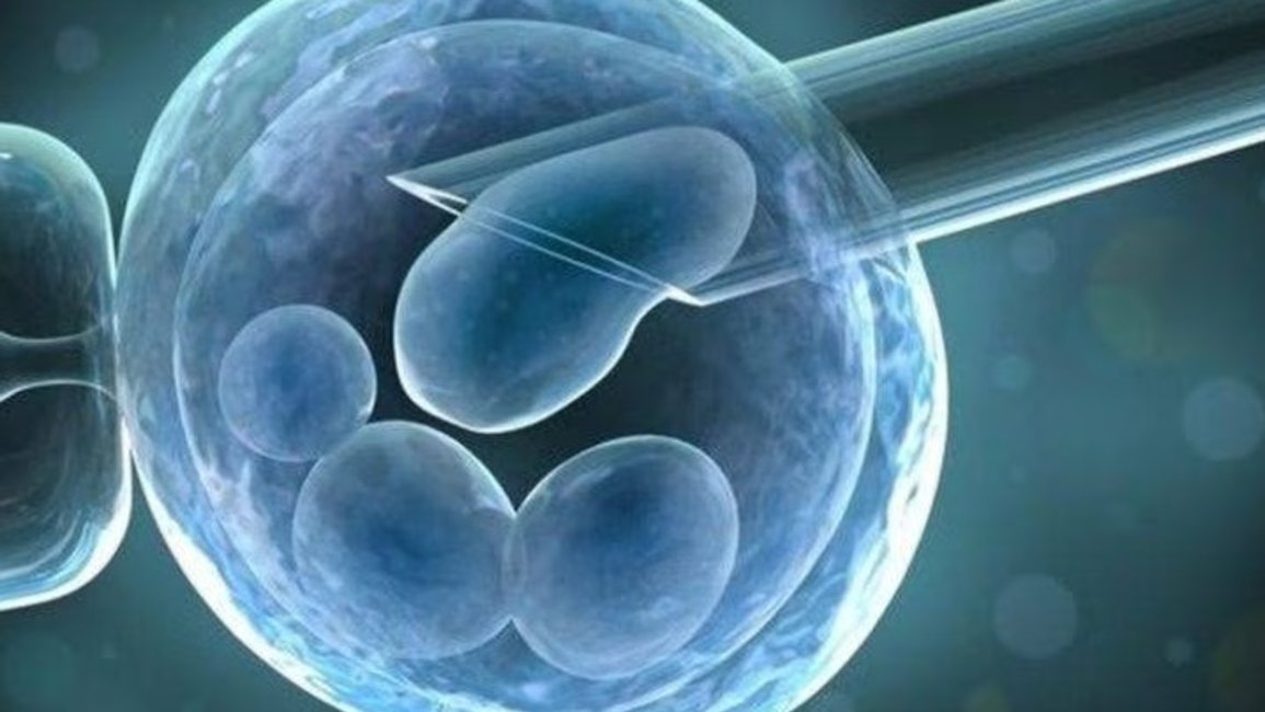 Científicos cultivan un embrión humano sin usar esperma ni óvulo