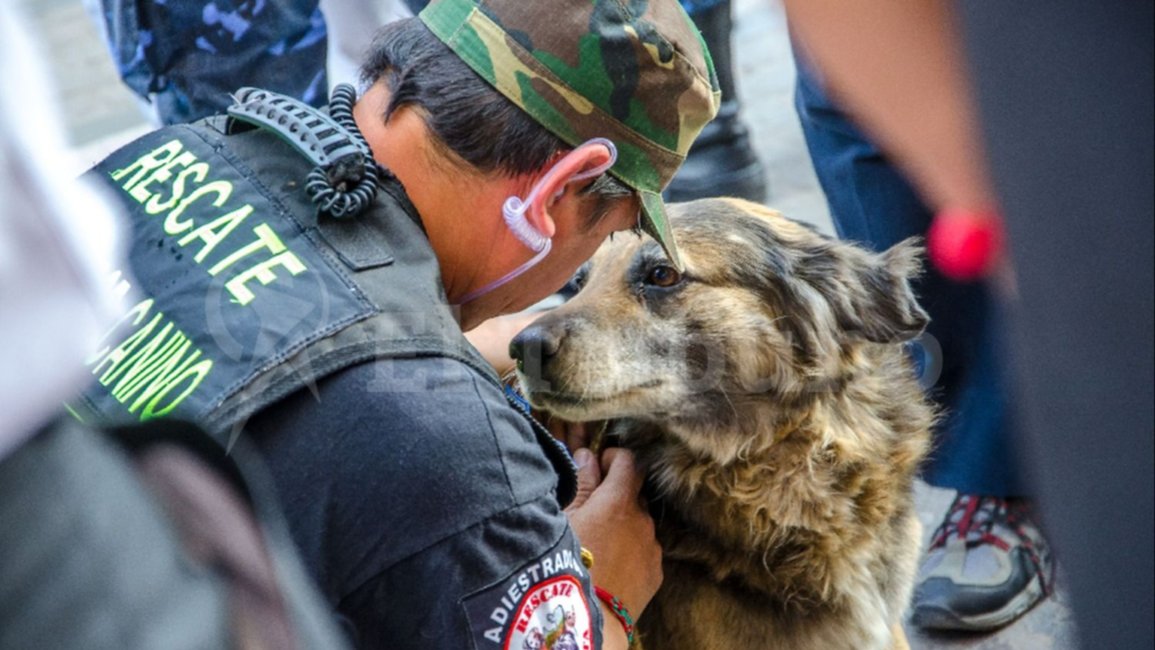 Recomendación para peregrinos: qué debés hacer si te siguen perritos de tu barrio, ciudad o municipio