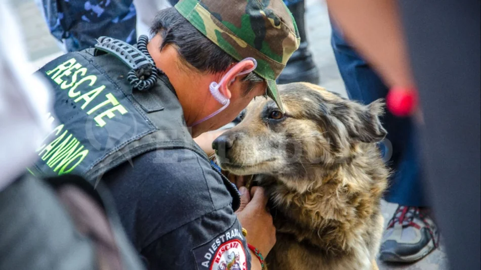 Recomendación para peregrinos: qué debés hacer si te siguen perritos de tu barrio, ciudad o municipio
