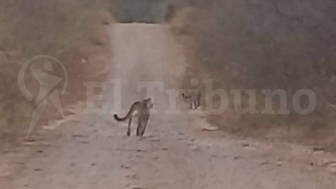 Güemes: tras el avistamiento de pumas del monte, piden seguridad para los peregrinos 