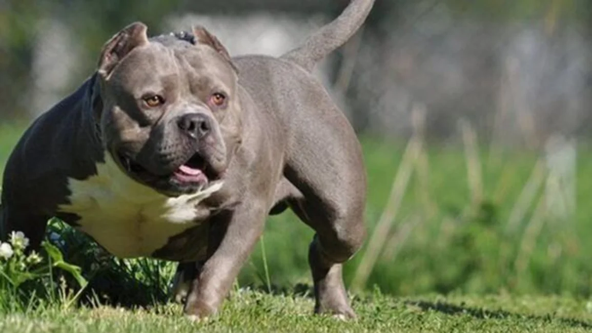 Gran Bretaña prohibirá la tenencia de perros de razas consideradas “peligrosas”