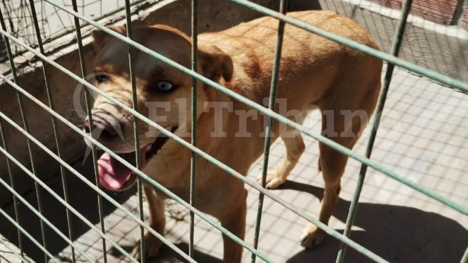 Lo que dejó el Milagro: hay 13 perros peregrinos abandonados