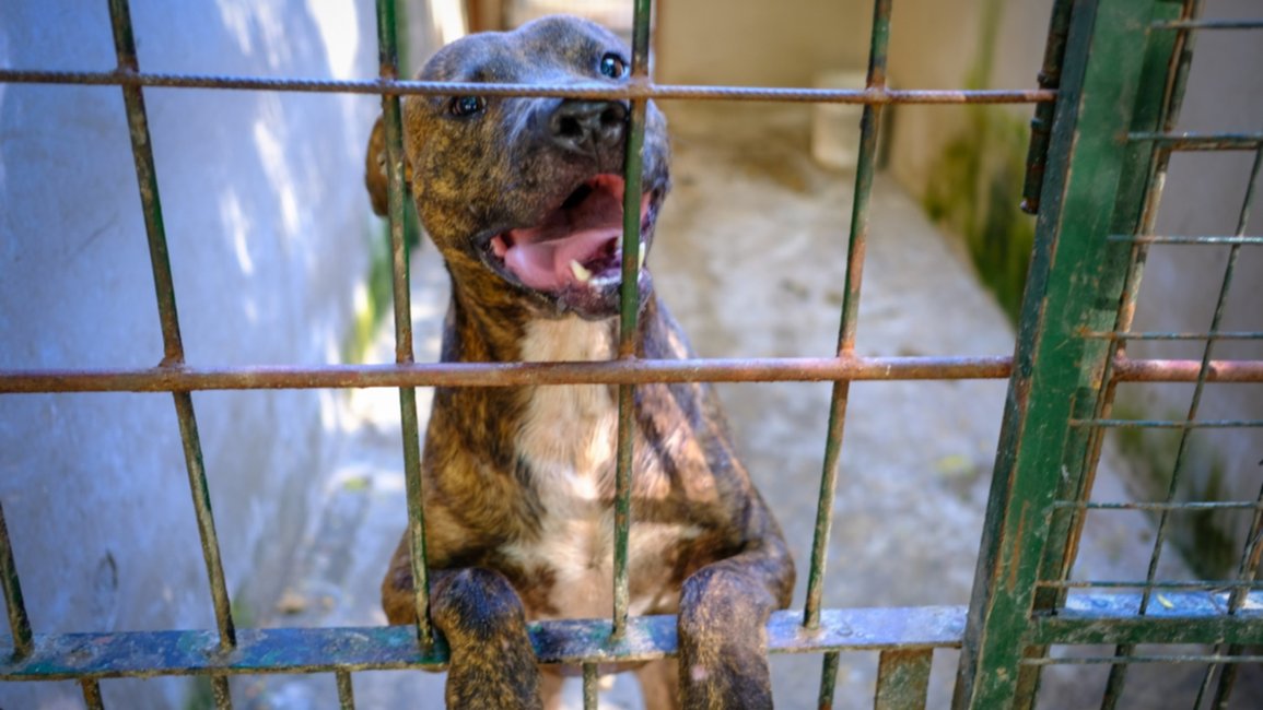 Doce de los quince perritos peregrinos perdidos ya fueron devueltos a sus tutores