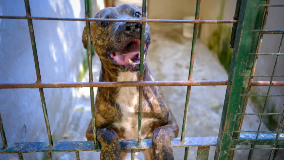 Doce de los quince perritos peregrinos perdidos ya fueron devueltos a sus tutores