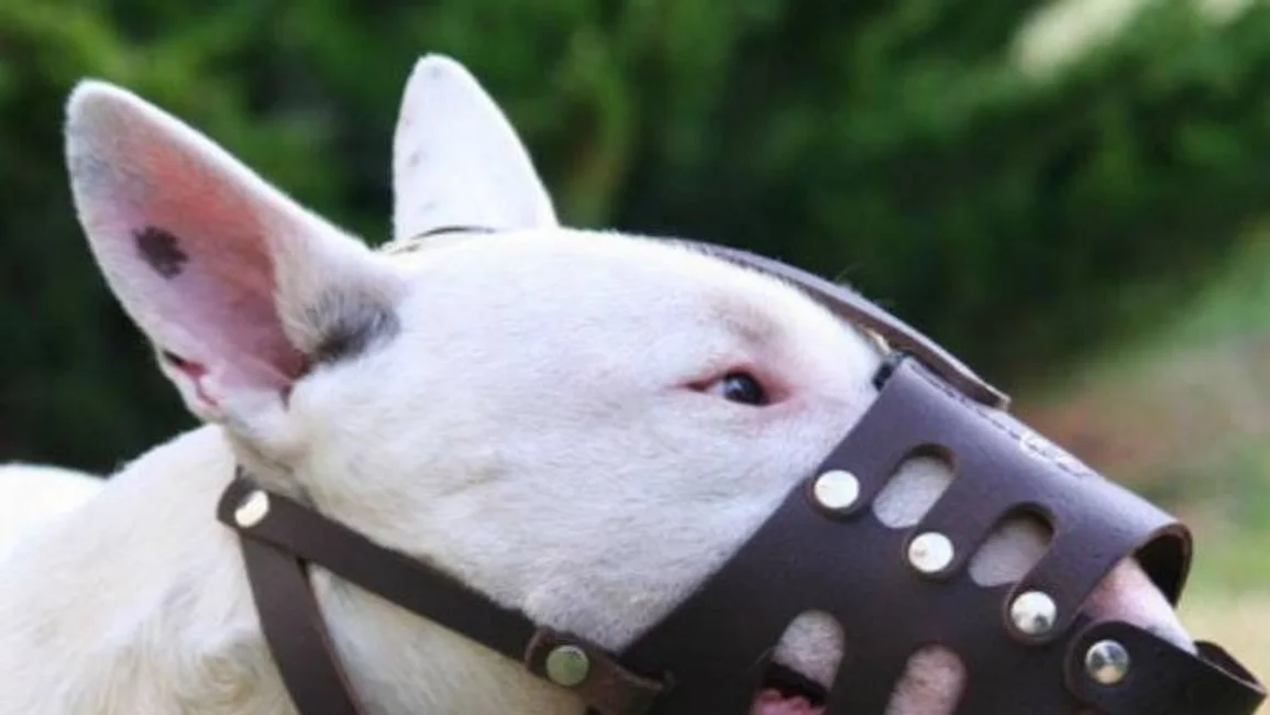 Una nena en grave estado por el ataque de un bull terrier 