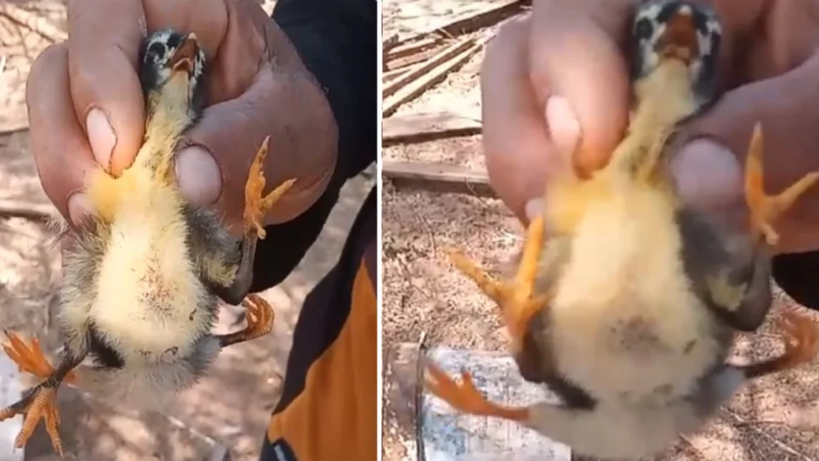 VIDEO. Nació un pollito con cuatro patas en Lumbreras