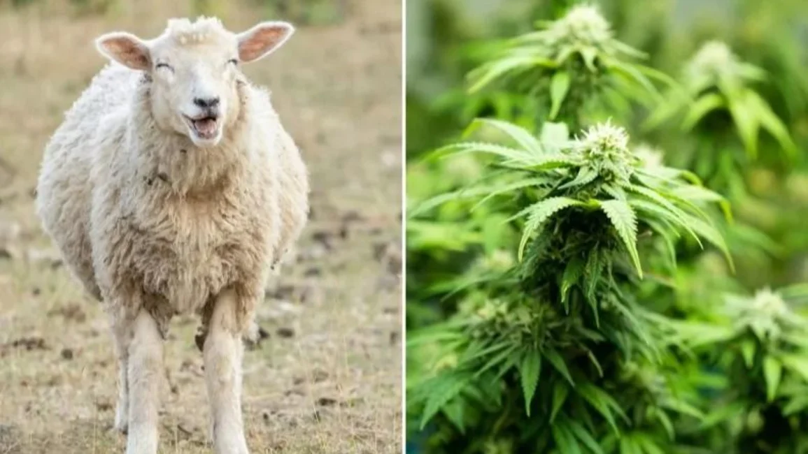 Insólito: un rebaño de ovejas se comió 300 kilos de marihuana