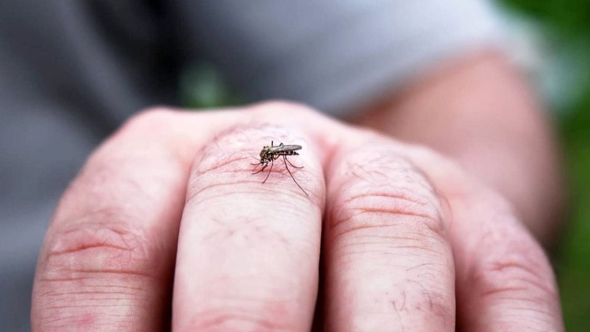Dengue: piden reforzar medidas