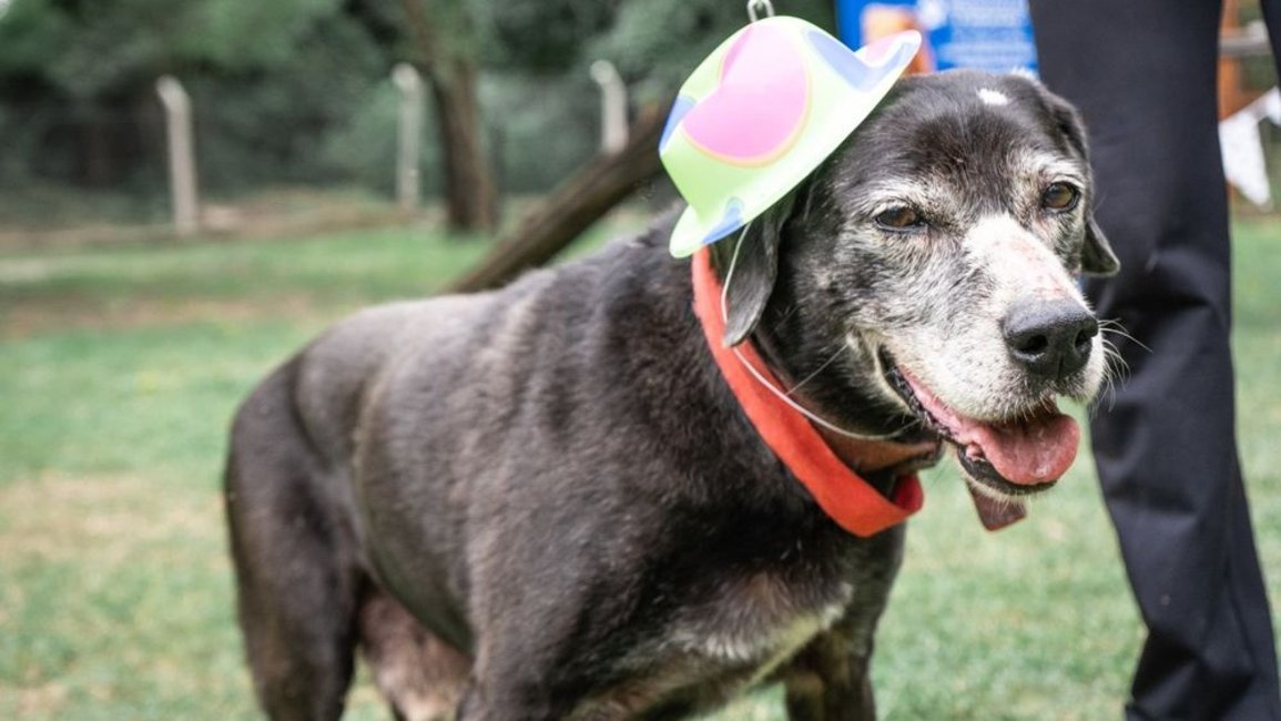Los perros viejos también quieren tener una familia