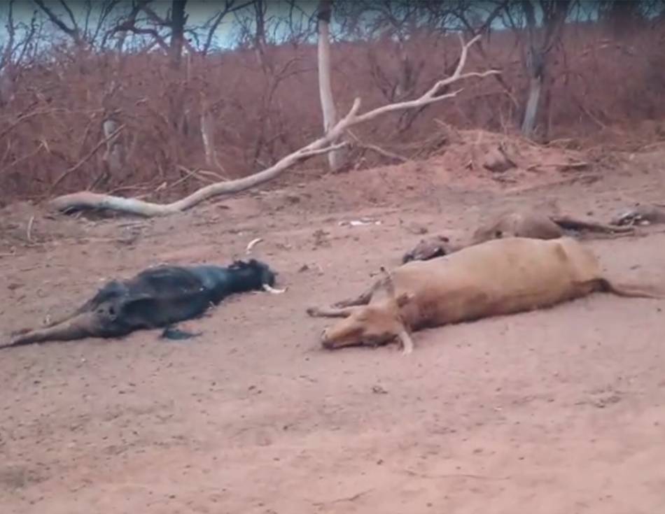 VIDEO. Desastre petrolero en Puesto Guardián: seis empresas en capilla por el daño ambiental