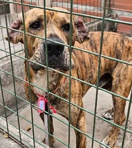 Milagro 2026: lanzan una campaña para evitar el extravío de perros en la peregrinaciones 