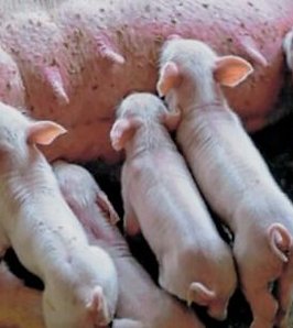 En la producción de cerdos, la genética desafía a la nutrición