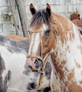 Los caballos deberán tener microchip para ser trasladados