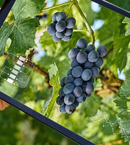 Avanza la transformación digital de la vitivinicultura argentina