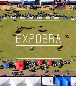 Funcionalidad y adaptación, el rumbo de la genética bovina para el norte