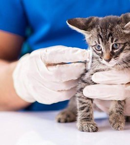 Pectus excavatum: una deformación del tórax felino