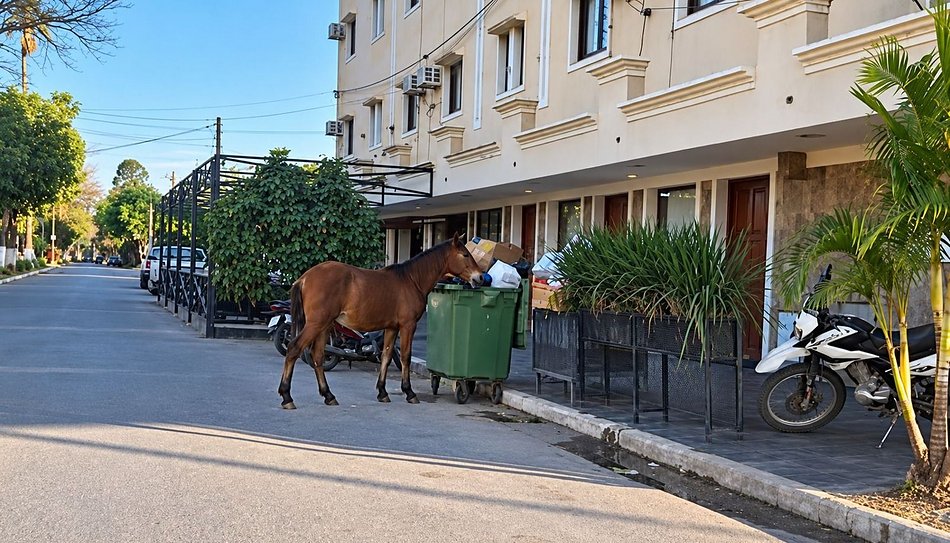 Embarcación: ¿se encamina a convertirse en la capital de los animales sueltos?
