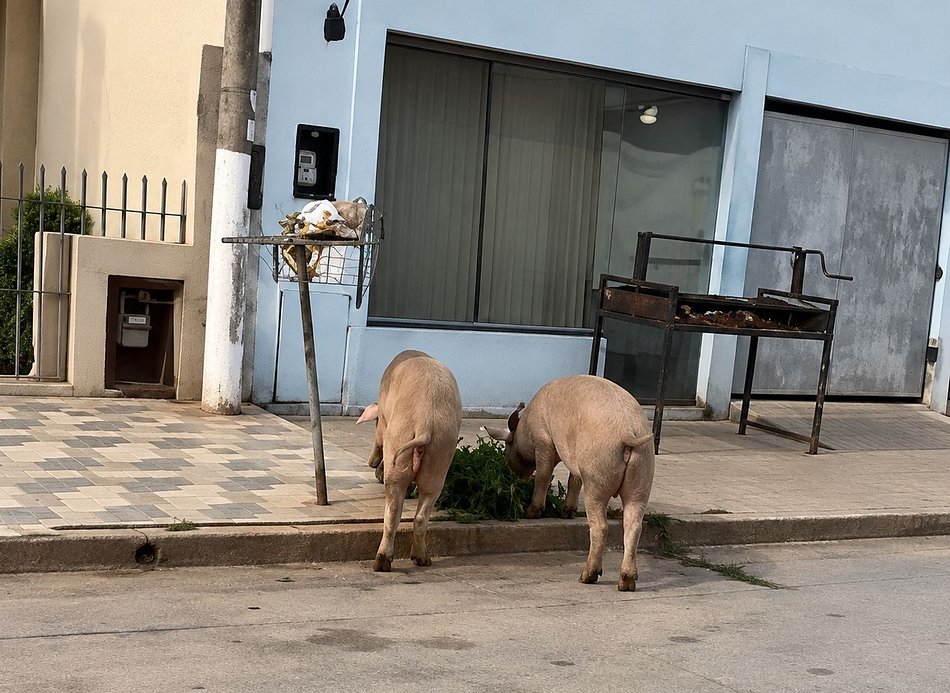 Embarcación: ¿se encamina a convertirse en la capital de los animales sueltos?