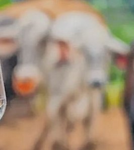 Bicheras: una parasitosis persistente en la ganadería bovina
