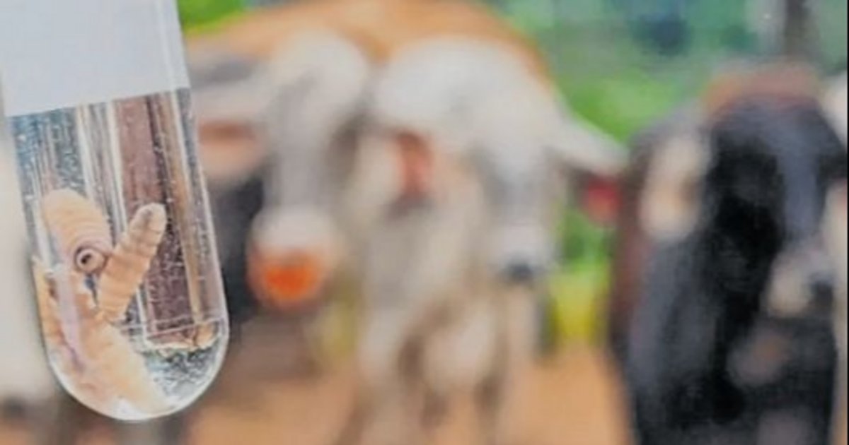 Bicheras: una parasitosis persistente en la ganadería bovina