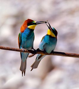 Maravillas de la vida animal: los padres sustitutos