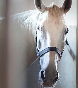 Encefalomielitis equina: prevención ante la temporada de calor