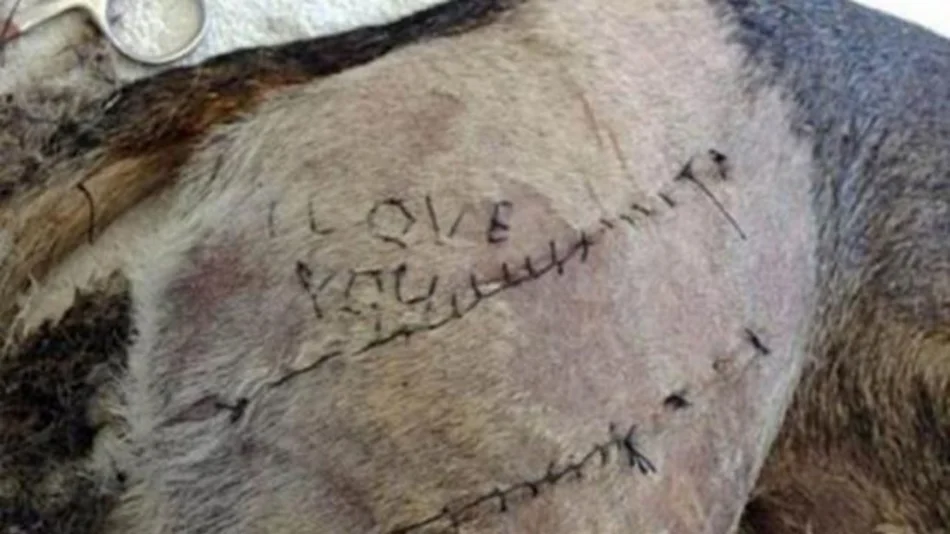 Un estudiante de veterinaria cosió te amo en la piel de un perro