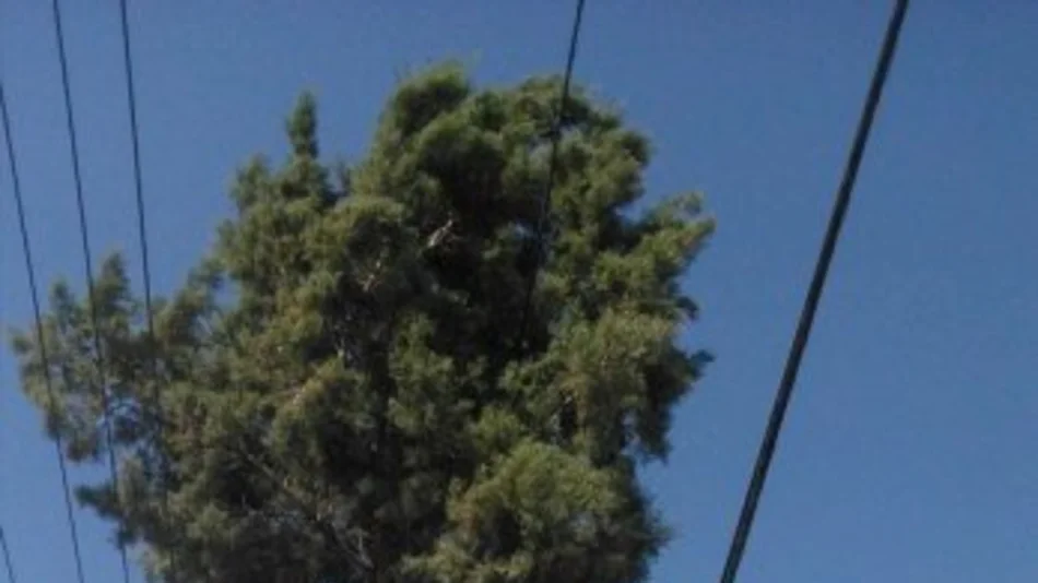 Podaron dos árboles en riesgo de caer