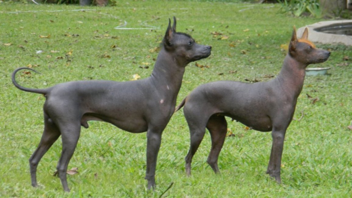 Se viene la VII Fiesta Nacional del Perro Pila en Coronel Moldes
