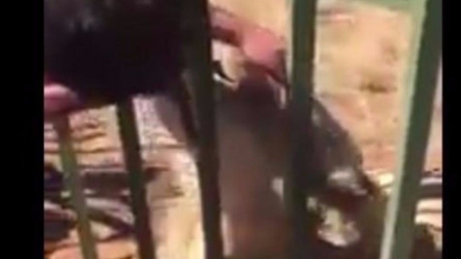 Video: un rugbier casi pierde la mano al acariciar a un león