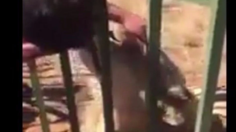Video: un rugbier casi pierde la mano al acariciar a un león