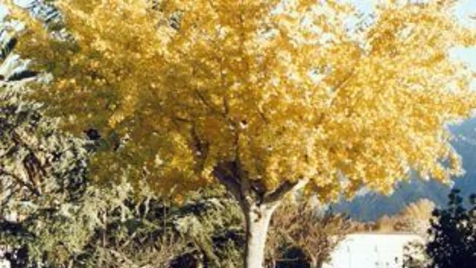 Ginkgo biloba, el árbol que sobrevivió a la bomba de Hiroshima pero fue “aserrado” en Cafayate 