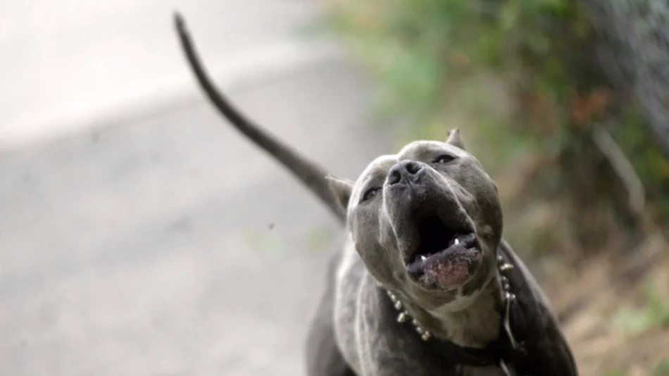 Feroz ataque de un pitbull a un chico de 13 años