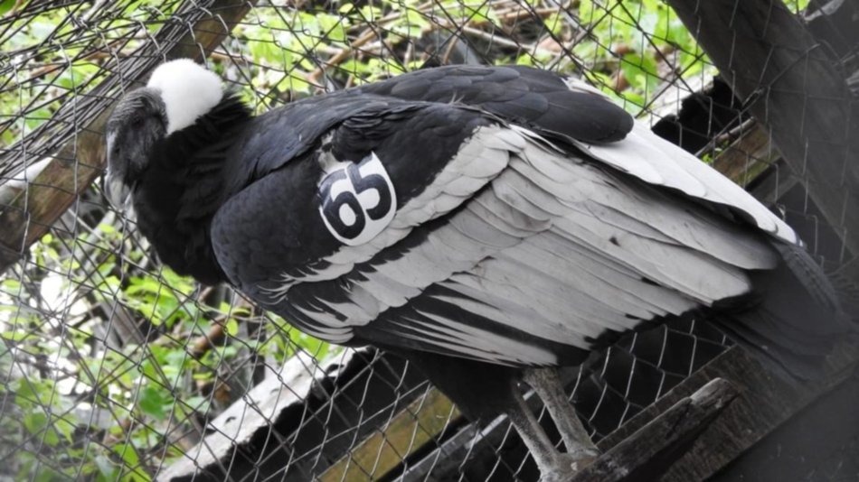 “Suyana” la hembra cóndor que le ganó al plomo y volverá a volar