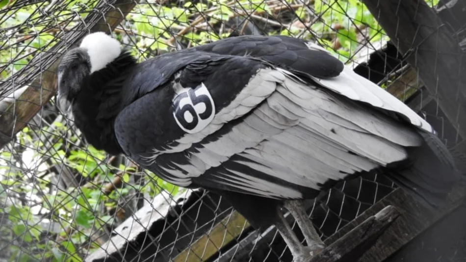 “Suyana” la hembra cóndor que le ganó al plomo y volverá a volar