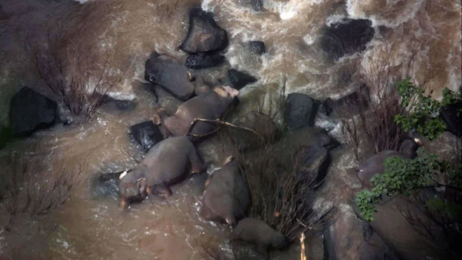 Seis elefantes mueren al intentar socorrer a una cría que había caído por una cascada