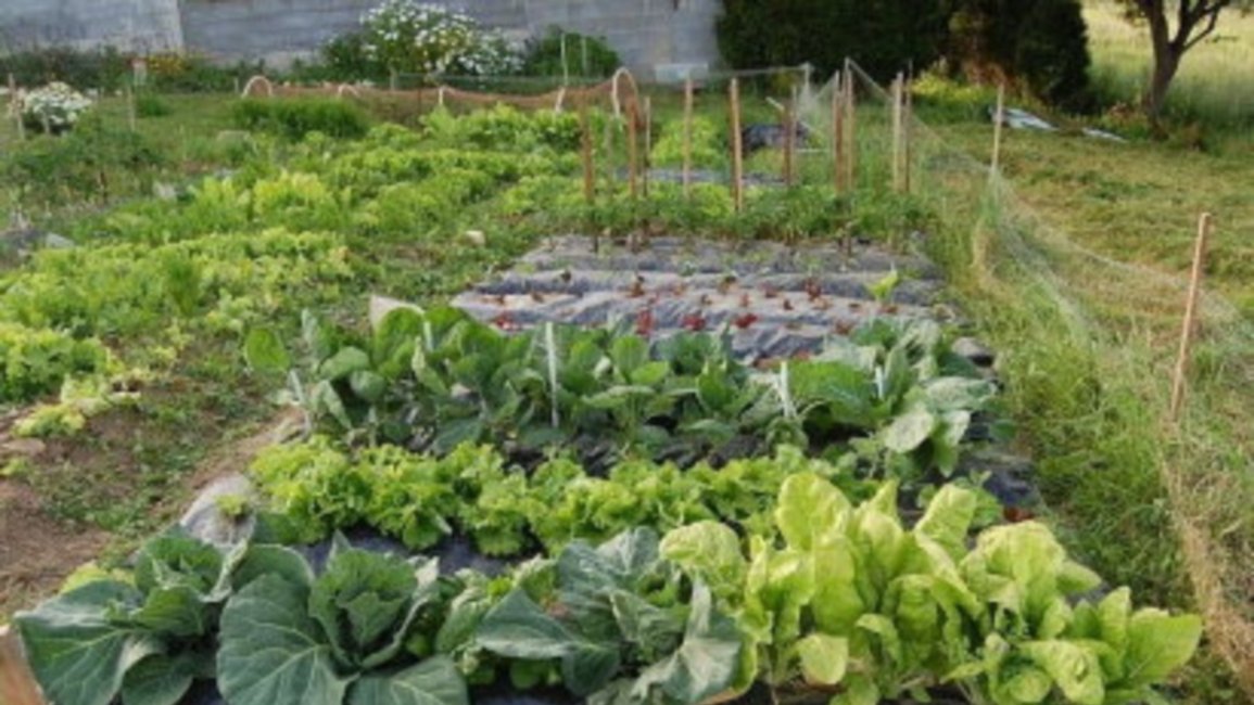 Dictarán un curso sobre huertas agroecológicas en La Merced