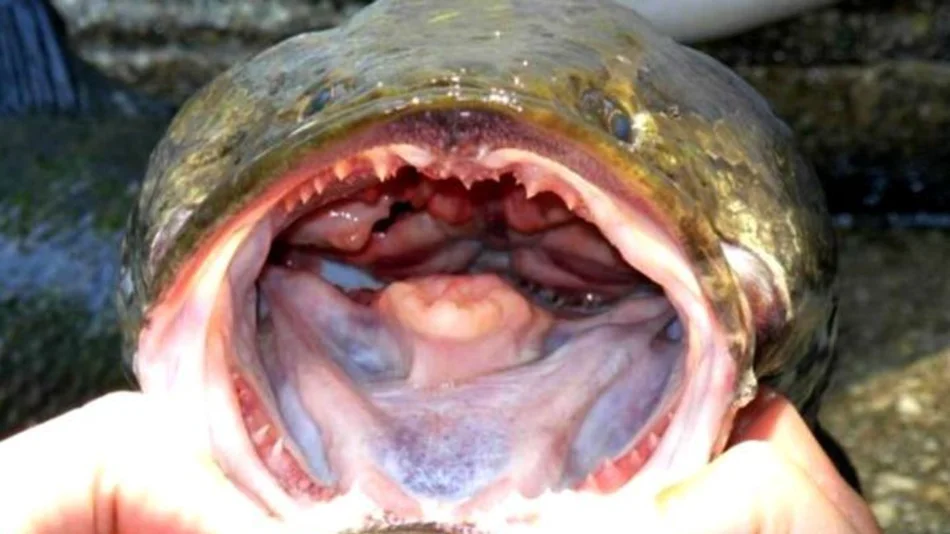 Alerta en Estados Unidos por el voraz pez cabeza de serpiente, que respira fuera del agua