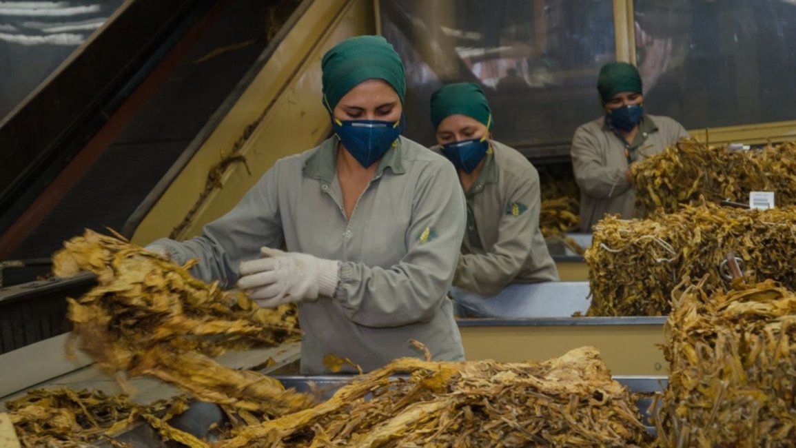 Alarma por el cierre de plantas de tabaco y reducción de personal