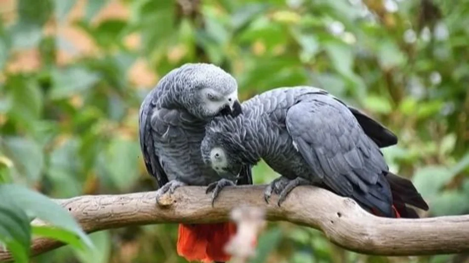 Un zoo aisló a cinco loros porque insultaban a los visitantes 