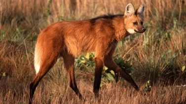 Hu a de los incendios en Chaco un animal en peligro de extinci n