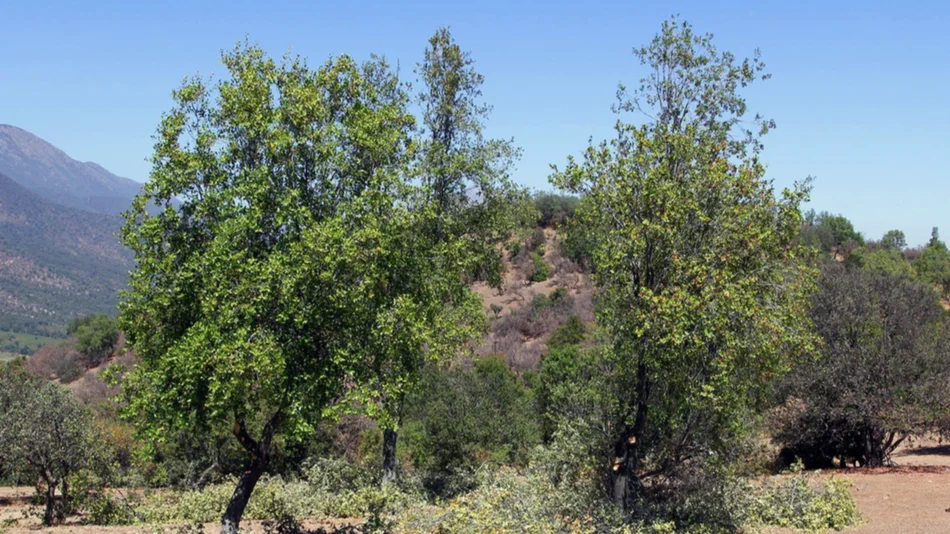 Coronavirus: usan sustancias de un árbol medicinal mapuche para fabricar una vacuna
