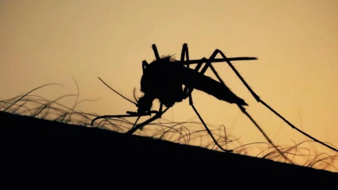 Alarma  en Estados Unidos por un virus "potencialmente mortal" transmitido por mosquitos