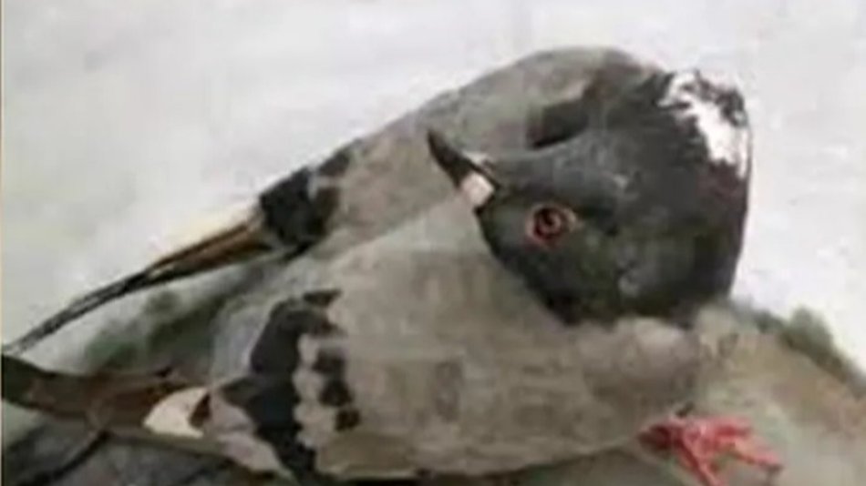 Palomas zombies aterrorizan a Inglaterra