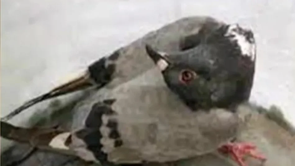 Palomas zombies aterrorizan a Inglaterra