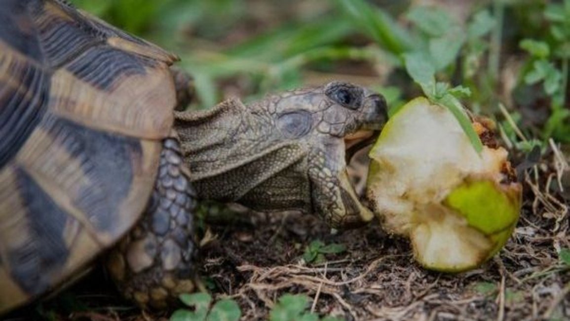 Tras su hibernación comienza la temporada de tortugas terrestres 