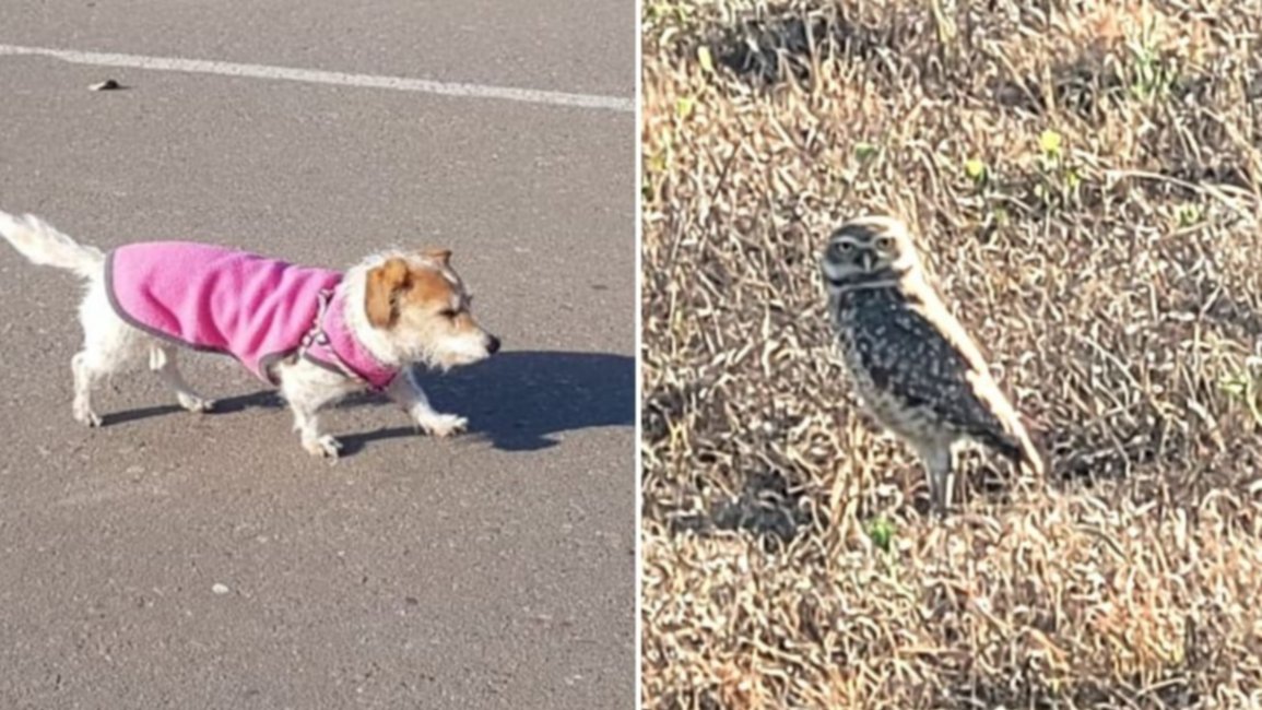 “Una lechuza malhumorada quiso llevarse a mi perrita Zaira”